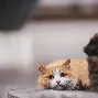 乐鱼体育在线娱乐-帕德博恩半场领先，绝境中求生存